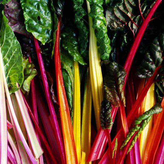 Rainbow Chard