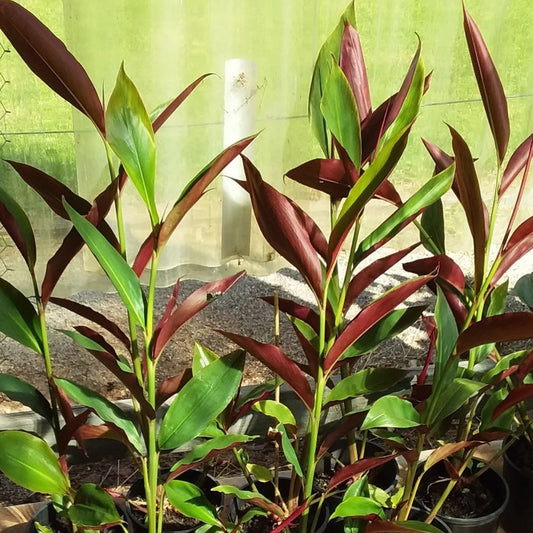 Red Back Ginger
