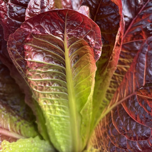 Lettuce - Red Cos