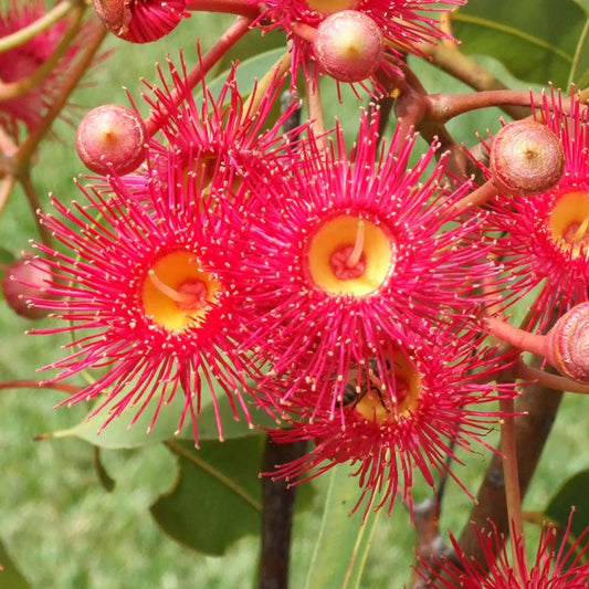 Red Flowering Gum