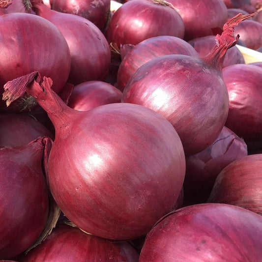 Onion - Red Globe