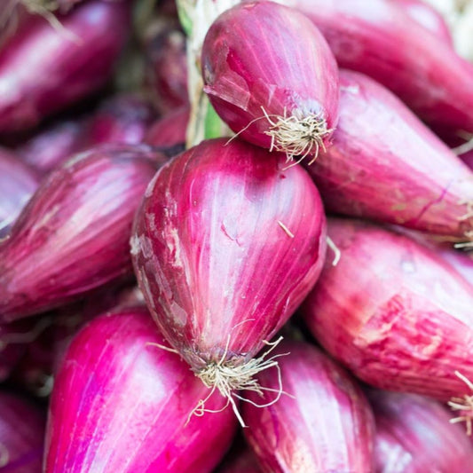 Onion - Red Tropea