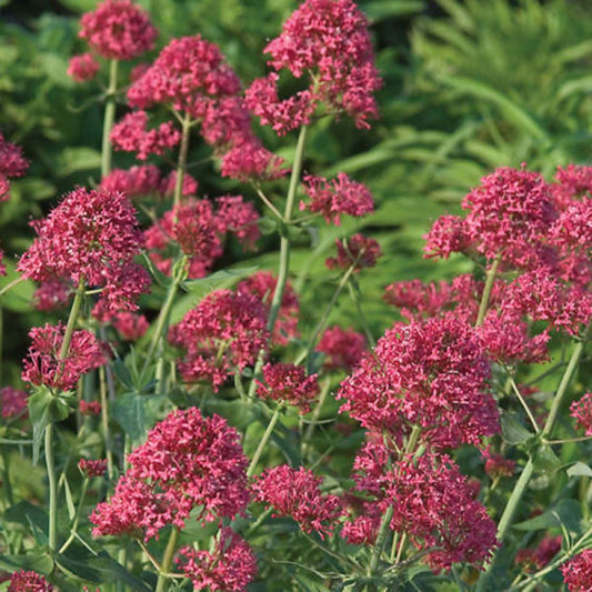 Red Valerian
