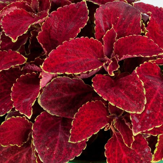 Coleus - Red Velvet