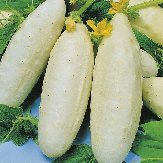 Cucumber - Redlands Long White