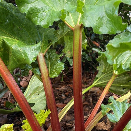 Rhubarb - Victoria