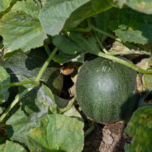 Rockmelon - Collective Farmwoman