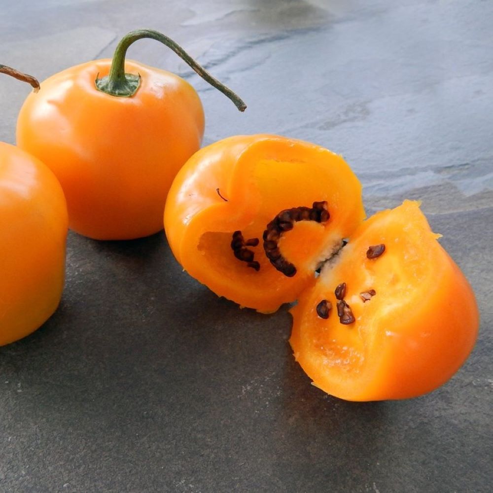 Chilli - Rocoto Manzano Yellow – SJ Plants