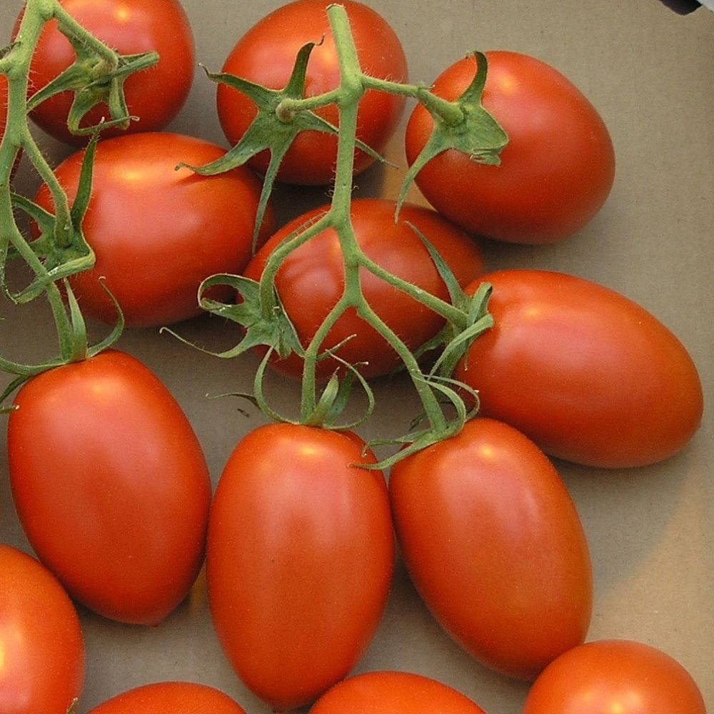 Tomato - Roma