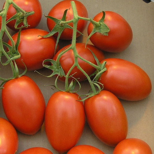 Tomato - Roma