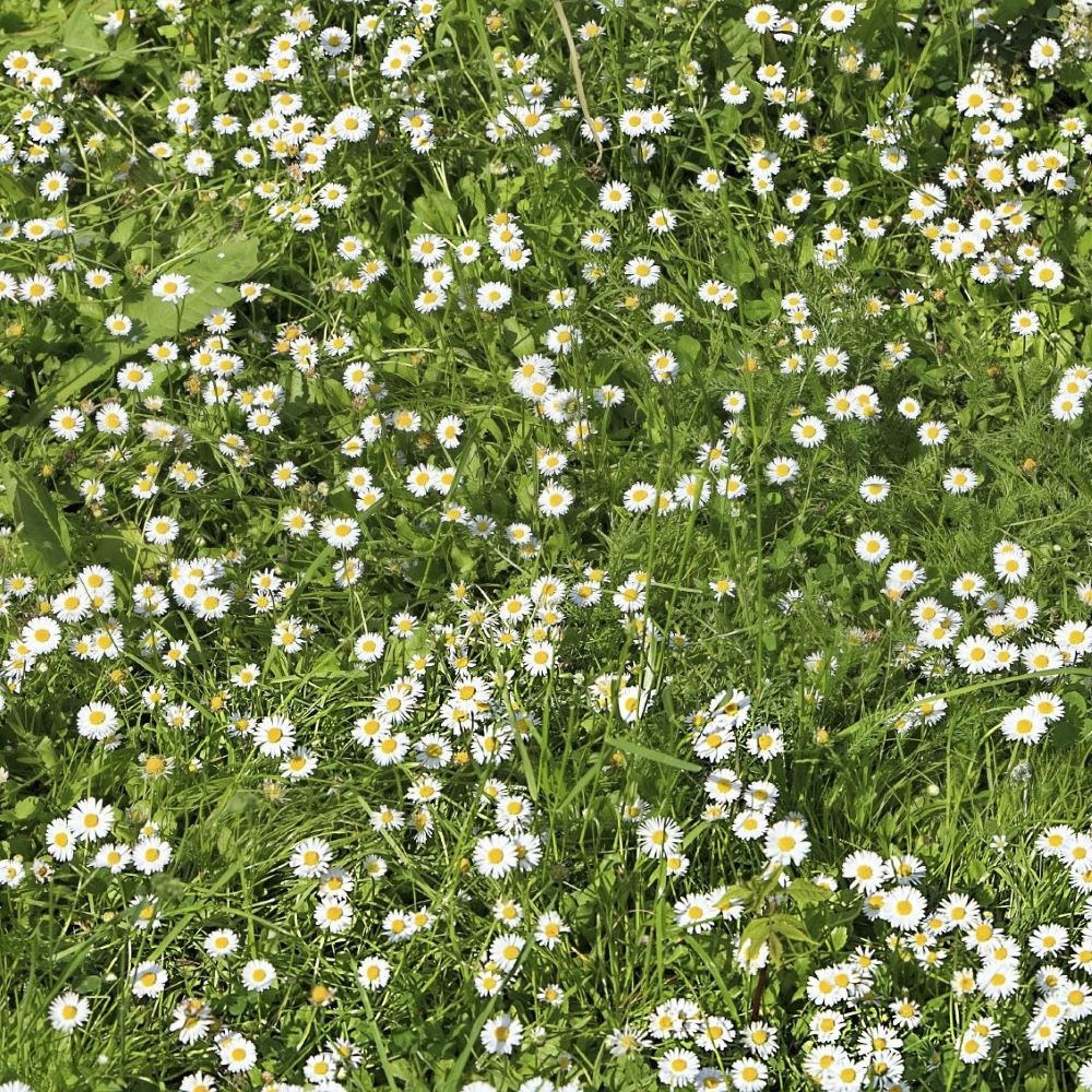 Chamomile - Roman Lawn