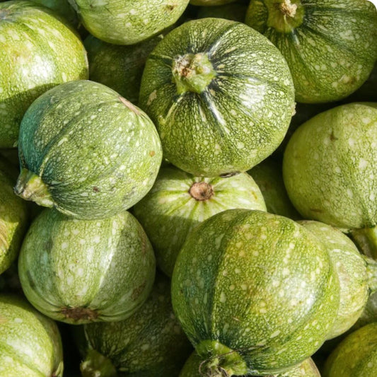 Zucchini - Ronde De Nice