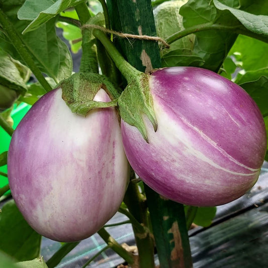 Eggplant - Rosa Bianca