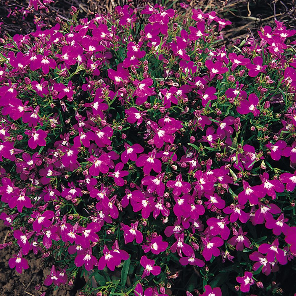 Lobelia - Rosamond