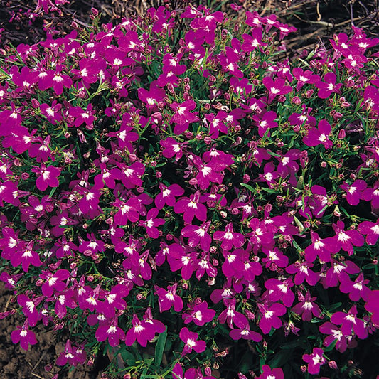 Lobelia - Rosamond