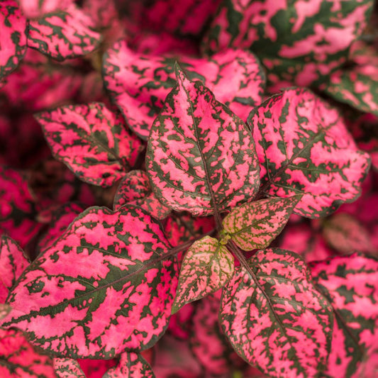 Polka Dot Plant - Rose