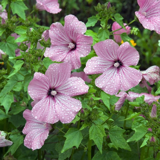 Rose Mallow - Silvercup
