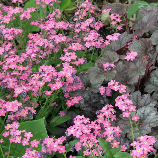 Forget Me Not - Rose Pink