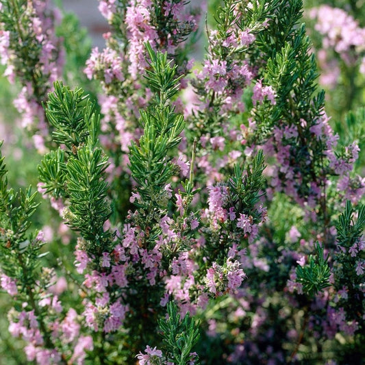 Rosemary - Rosy