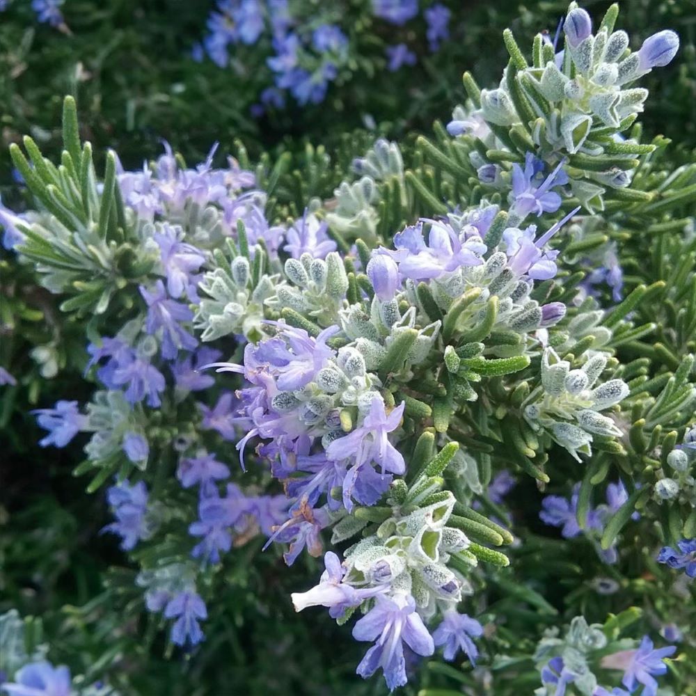 Rosemary