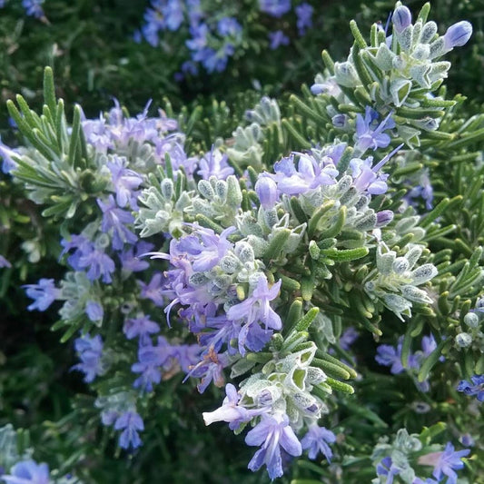 Rosemary