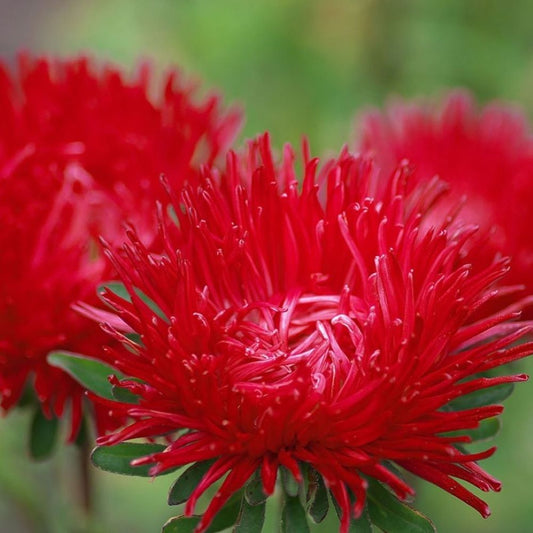 Aster - Needle Petal Ruby Red