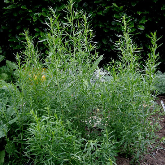 Russian Tarragon