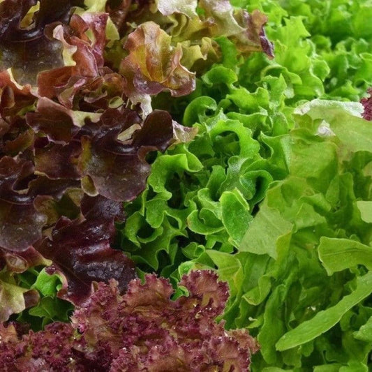 Lettuce - Salad Bowl Mix