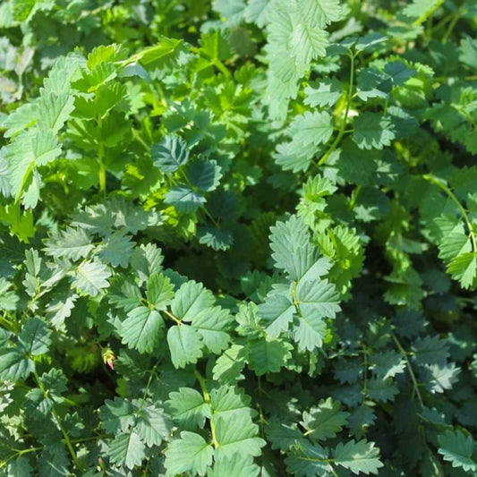 Salad Burnet