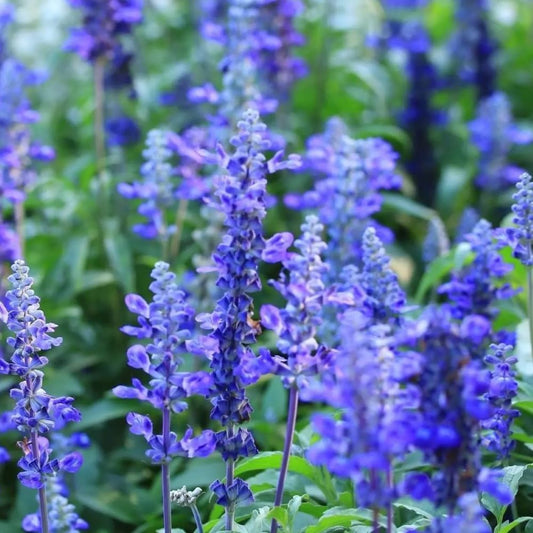 Salvia - Blue Bedder