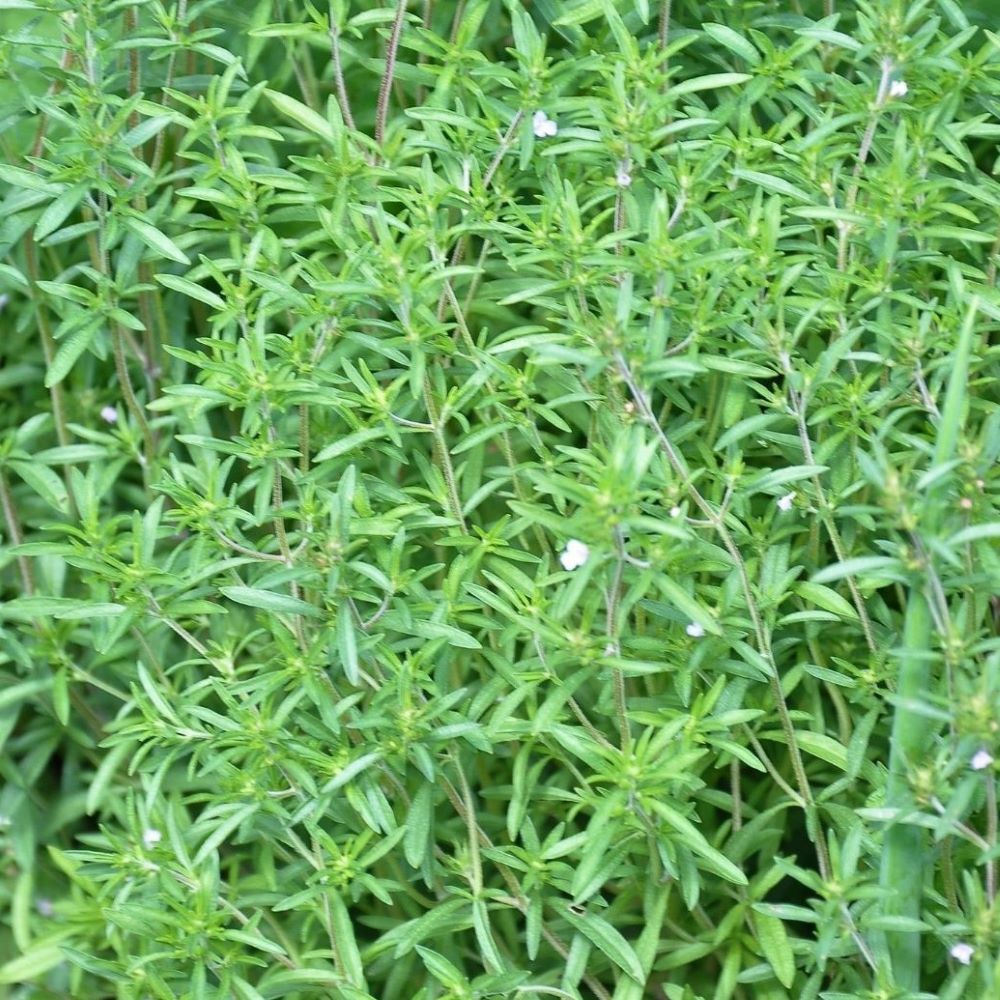 Savory - Summer Midget