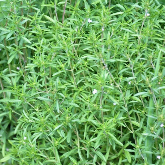Savory - Summer Midget