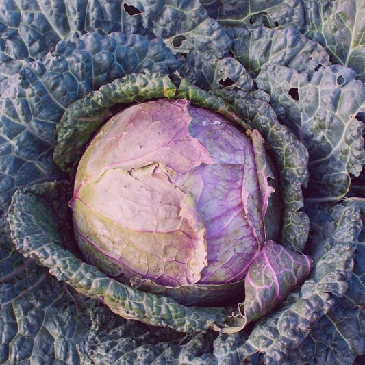 Cabbage - Savoy Verona Purple