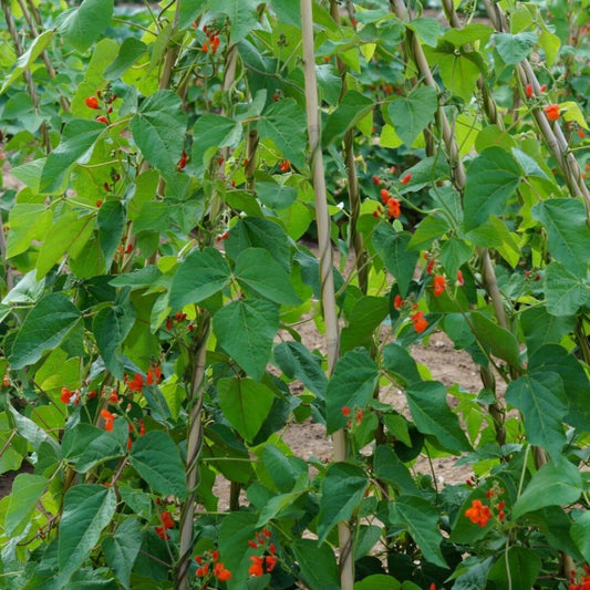 Beans - Scarlet Emperor