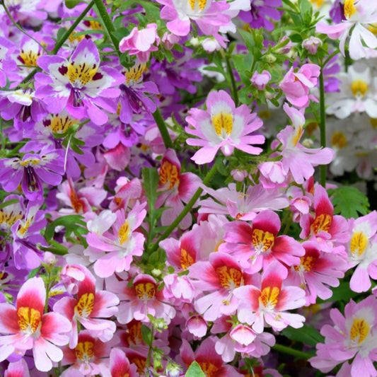Schizanthus - Angel Wings Mix