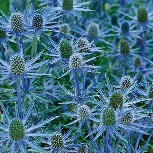 Sea Holly - Deep Blue