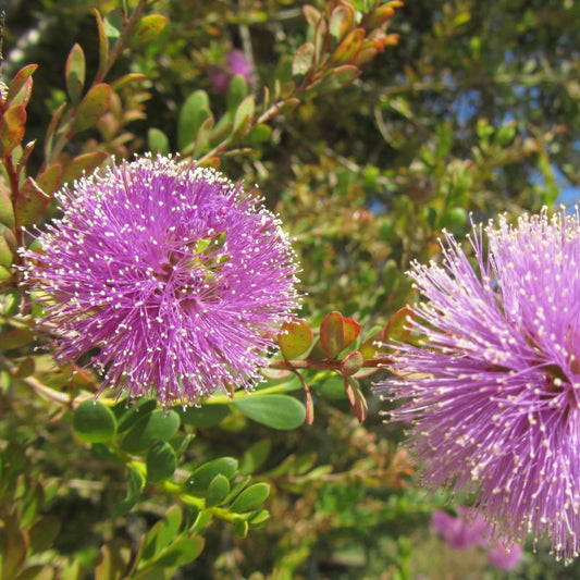 Showy Honey Myrtle