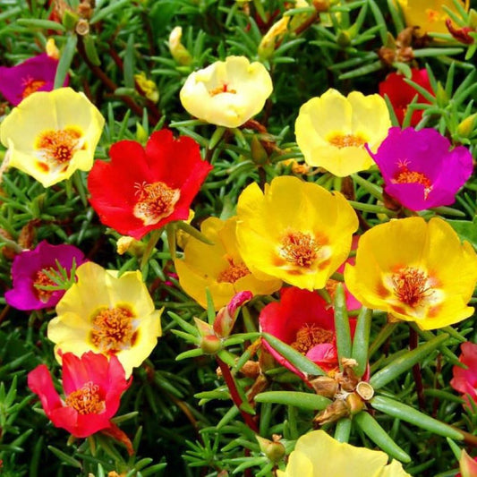 Portulaca - Single Flower Mix