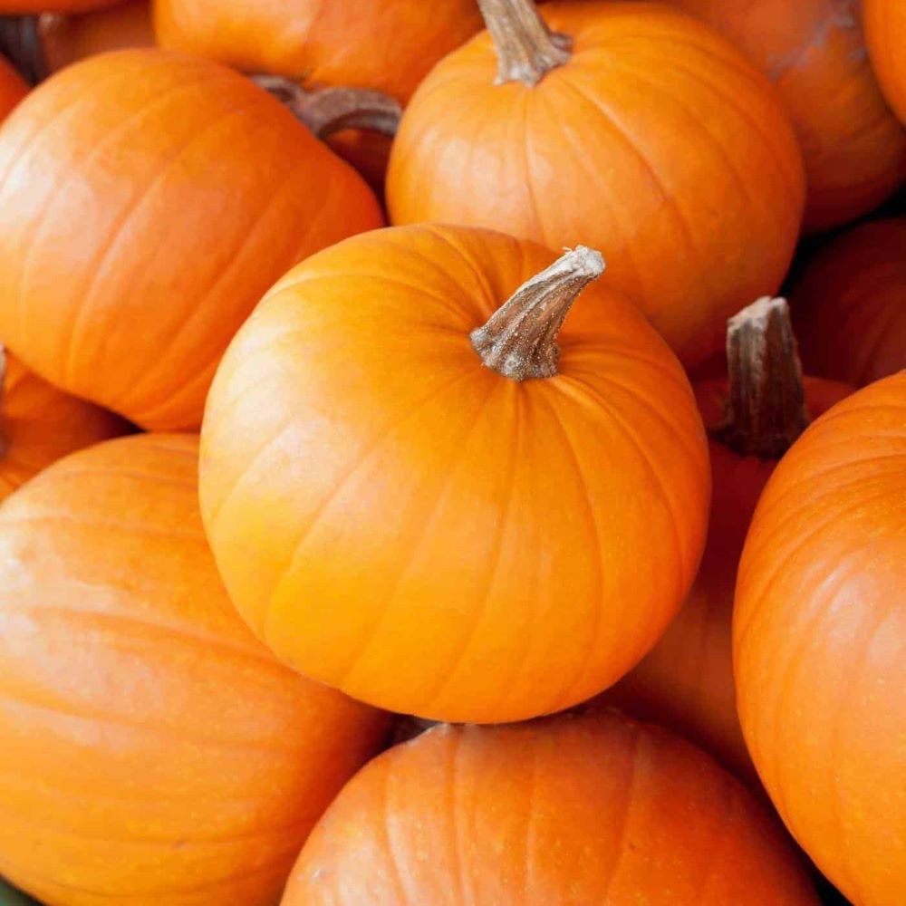 Pumpkin - Small Sugar