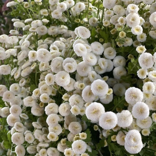 Feverfew - Snowball
