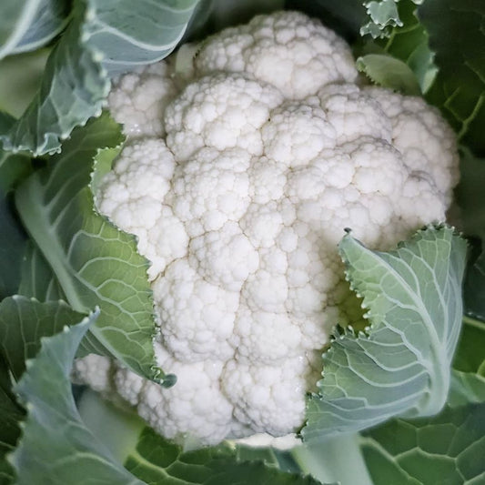 Cauliflower - Snowball