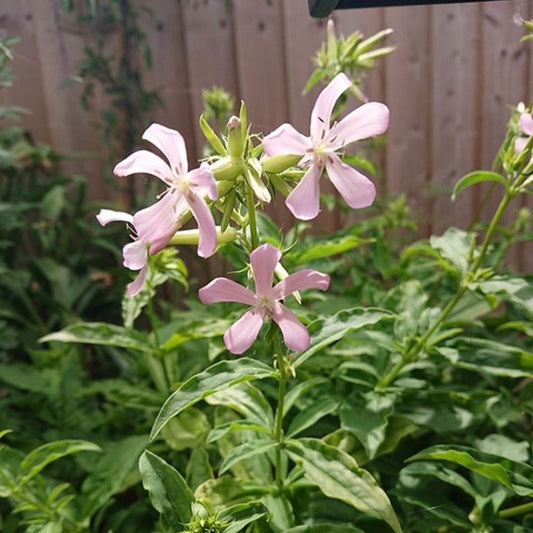 Soapwort