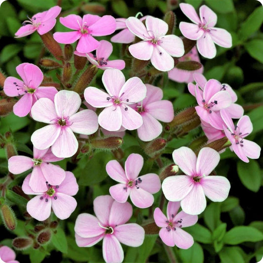 Soapwort - Pink Beauty