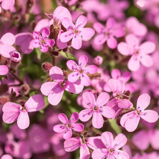 Soapwort - Rose Pink