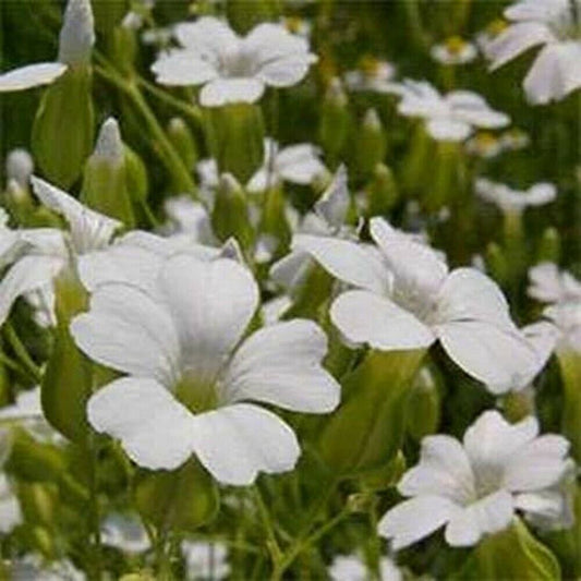 Soapwort - White Beauty