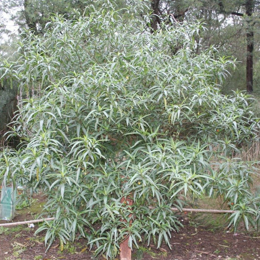Kangaroo Apple