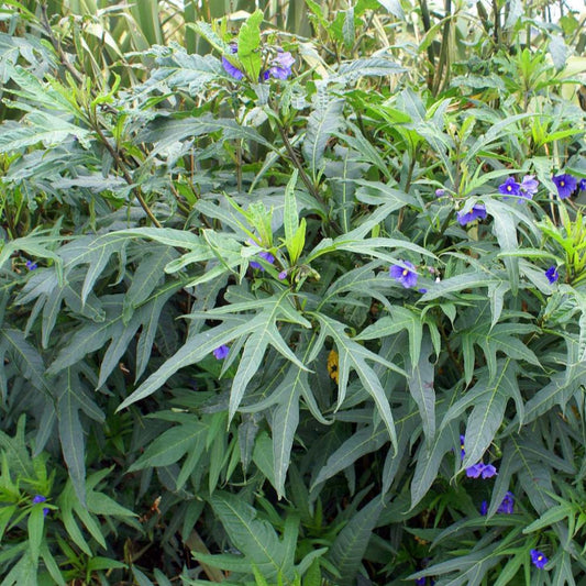 Southern Kangaroo Apple