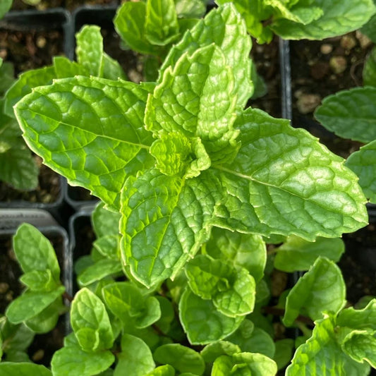 Spearmint