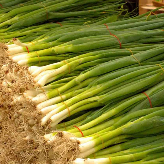 Spring/Bunching Onion - Green
