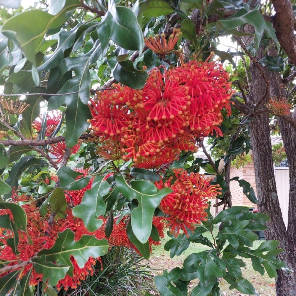 Firewheel Tree